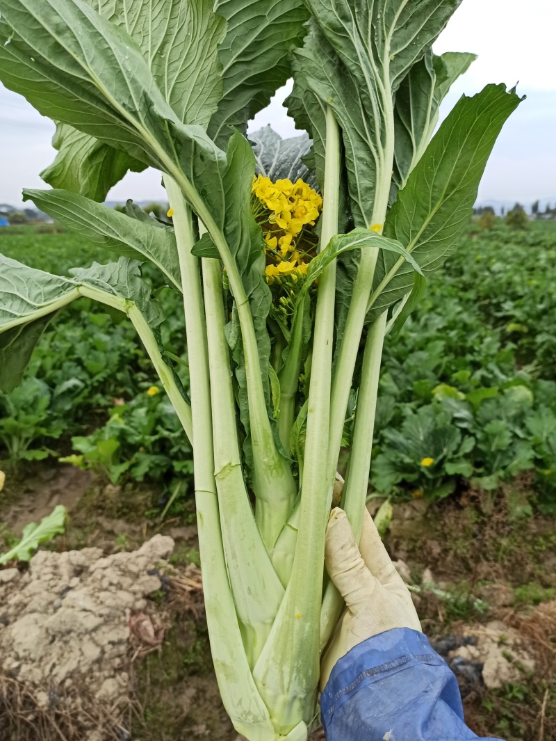 增城迟菜心