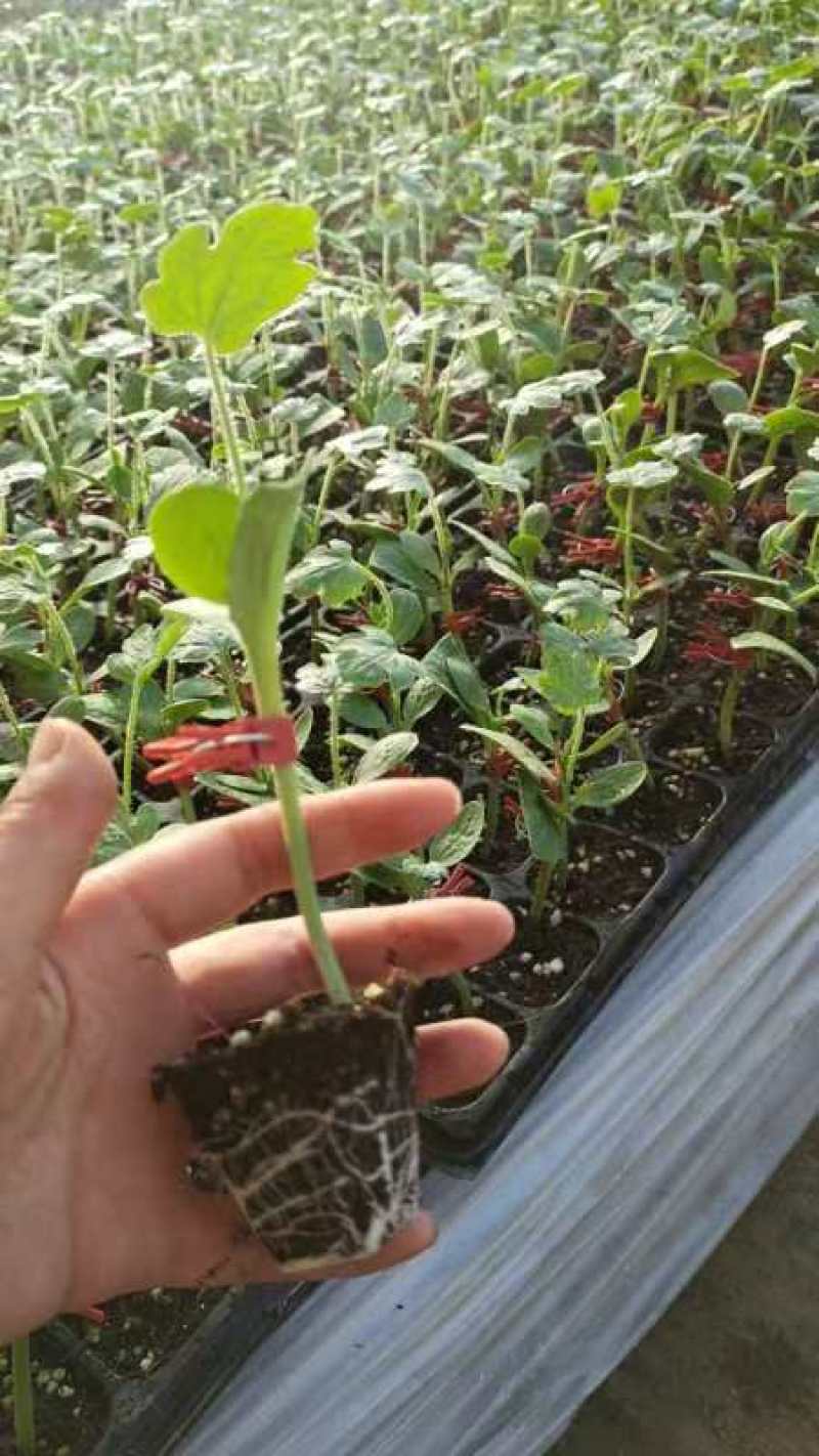 嫁接优质西瓜苗大量上市，有需要的朋友请联系！