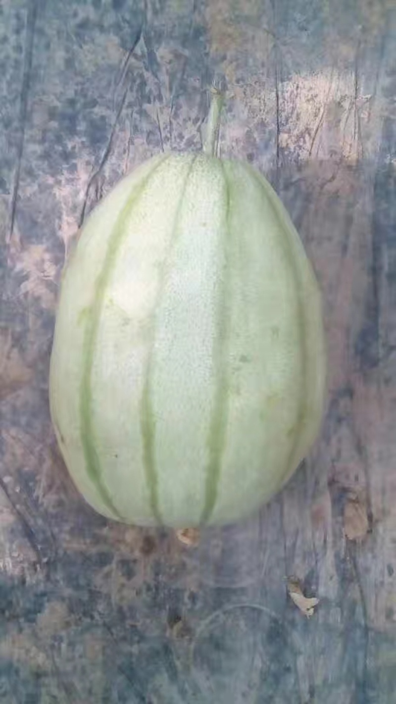 嫁接、直播各种甜瓜苗，有需要的朋友请联系我，大量供应。