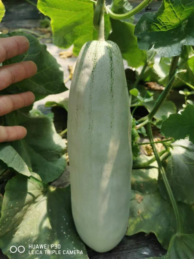 嫁接、直播各种甜瓜苗，有需要的朋友请联系我，大量供应。