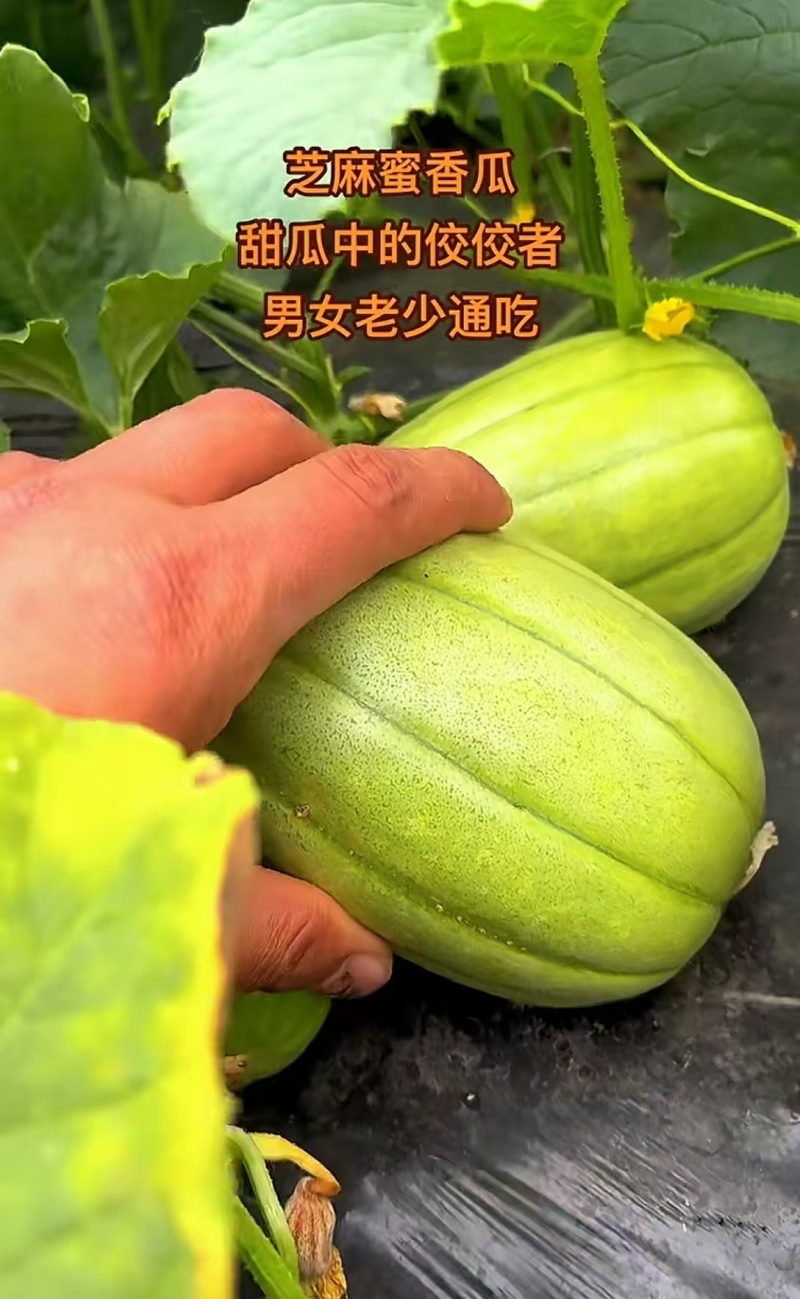 嫁接、直播各种甜瓜苗，有需要的朋友请联系我，大量供应。