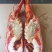顺丰包邮熟冻波士顿龙虾鲜活捕捞大龙虾波龙中高端海鲜