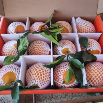 （热卖）赣南脐橙精品高档礼盒果园直发坏果包赔量大从优