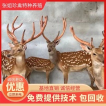 成年梅花鹿鹿苗鹿崽低价出售全国各地包送到家你养殖我回收