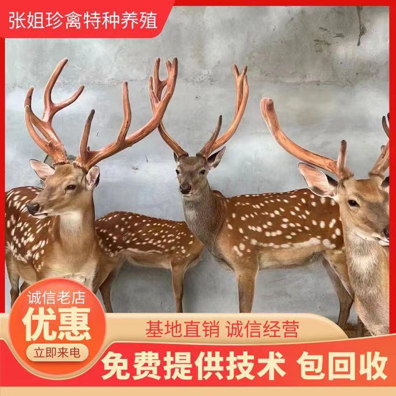 成年梅花鹿鹿苗鹿崽低价出售全国各地包送到家你养殖我回收