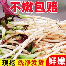 鱼腥草洗根1-5斤全国代发中通快递，一件代发48小时发货