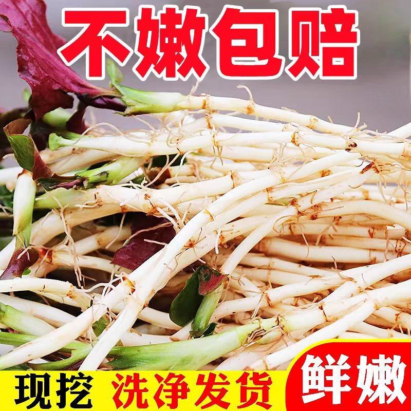 鱼腥草洗根1-5斤全国代发中通快递，一件代发48小时发货