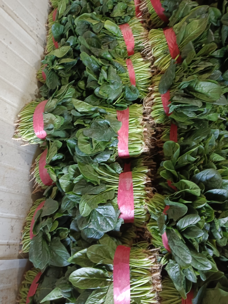 精品菠菜大量上市中，对接市场，电商平台，超市，深加工