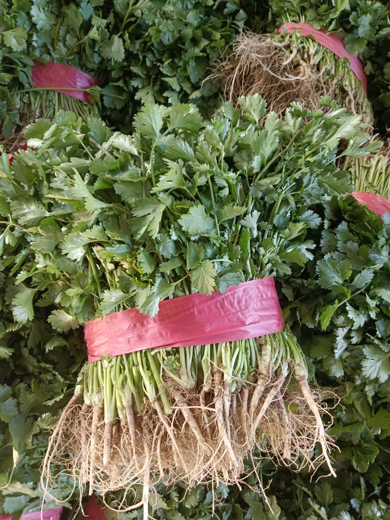 河南省安阳市滑县，精品香菜上市，欢迎超市，市场，电商平台