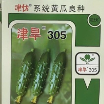 水果黄瓜种子津旱305全雌性翠绿色耐低温高产量抗病