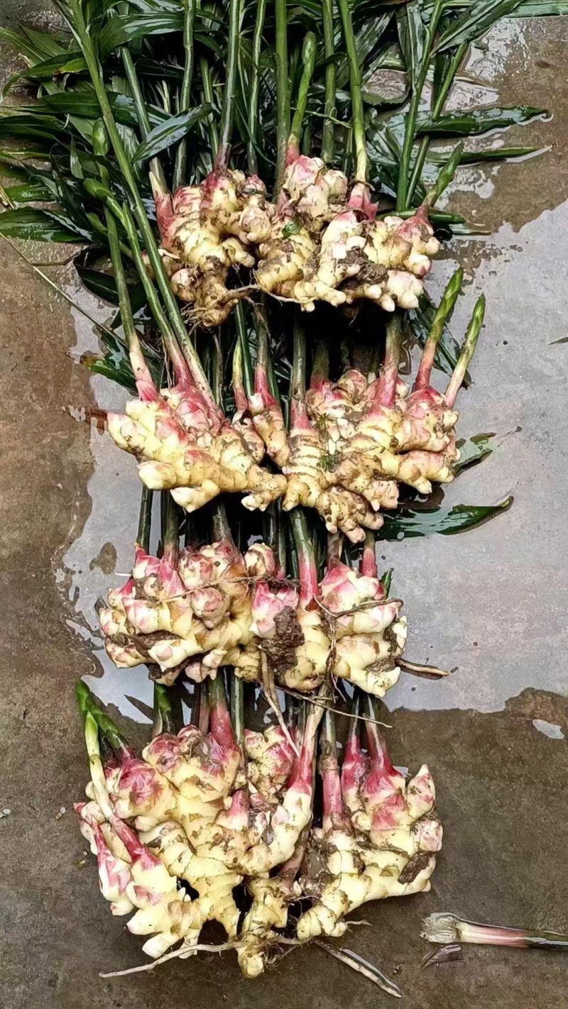 鲜姜红芽鲜姜产地大量上市，货源充足保质保量