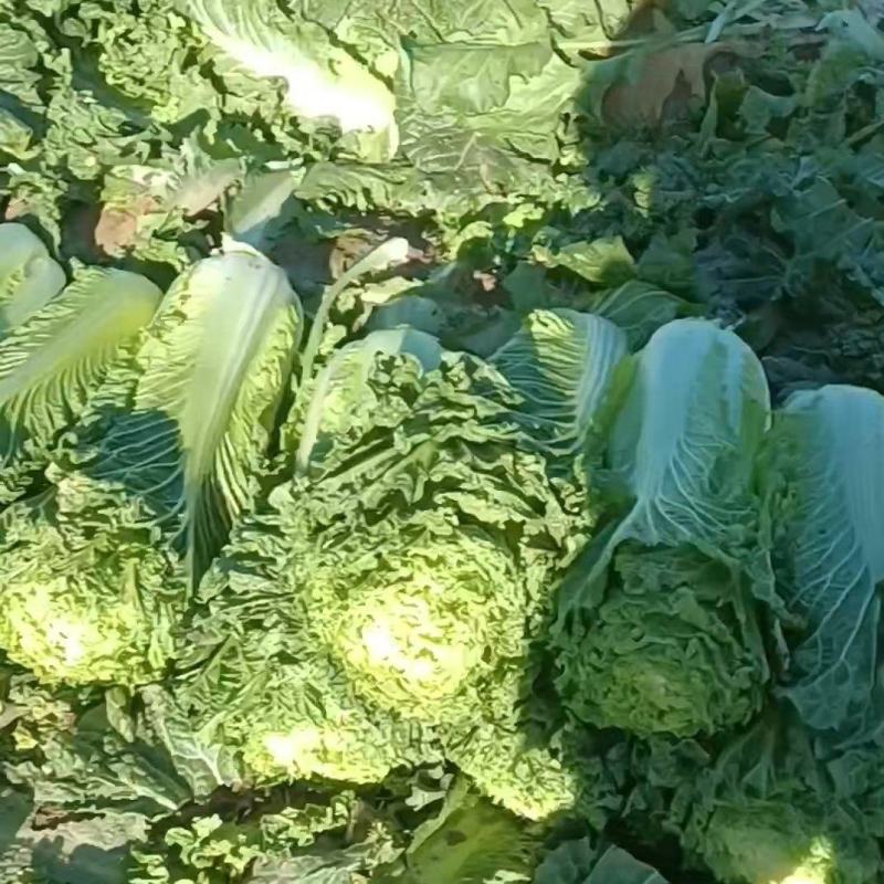 自家种植白菜，秋绿60品种和北京新三号，黄心白菜
