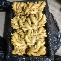 小黄姜山东优质生姜产地批发，一手货源保质保量