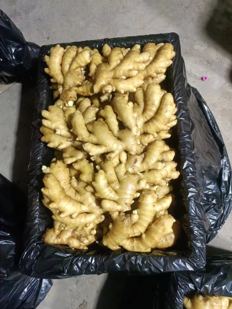 小黄姜山东优质生姜产地批发，一手货源保质保量