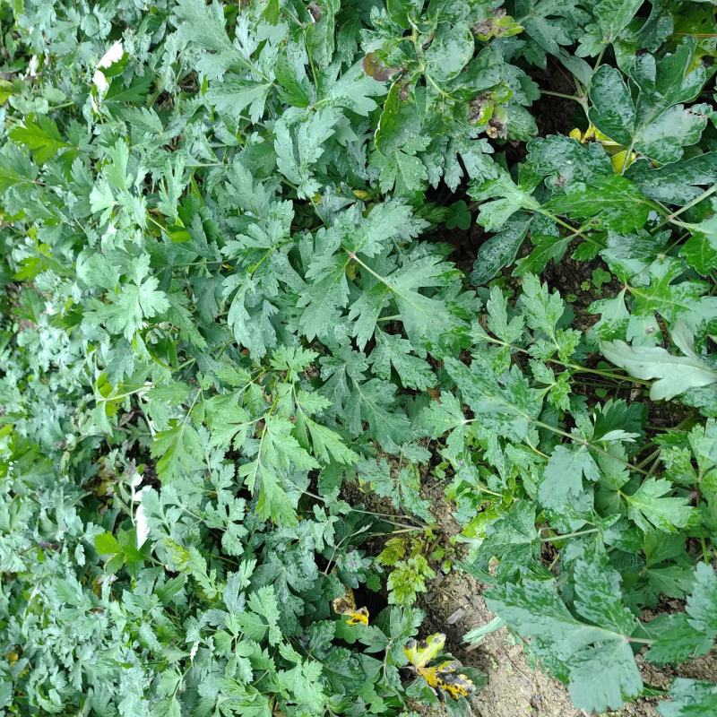 白花前胡4.5一斤