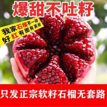 软籽石榴树苗包甜不吐籽
