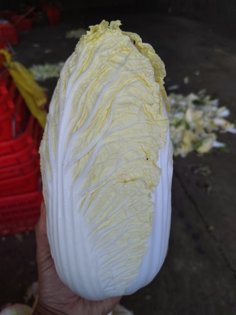 精品娃娃菜