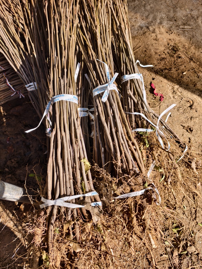 栾树栾树苗栾树小苗栾树占地苗退林还耕苗