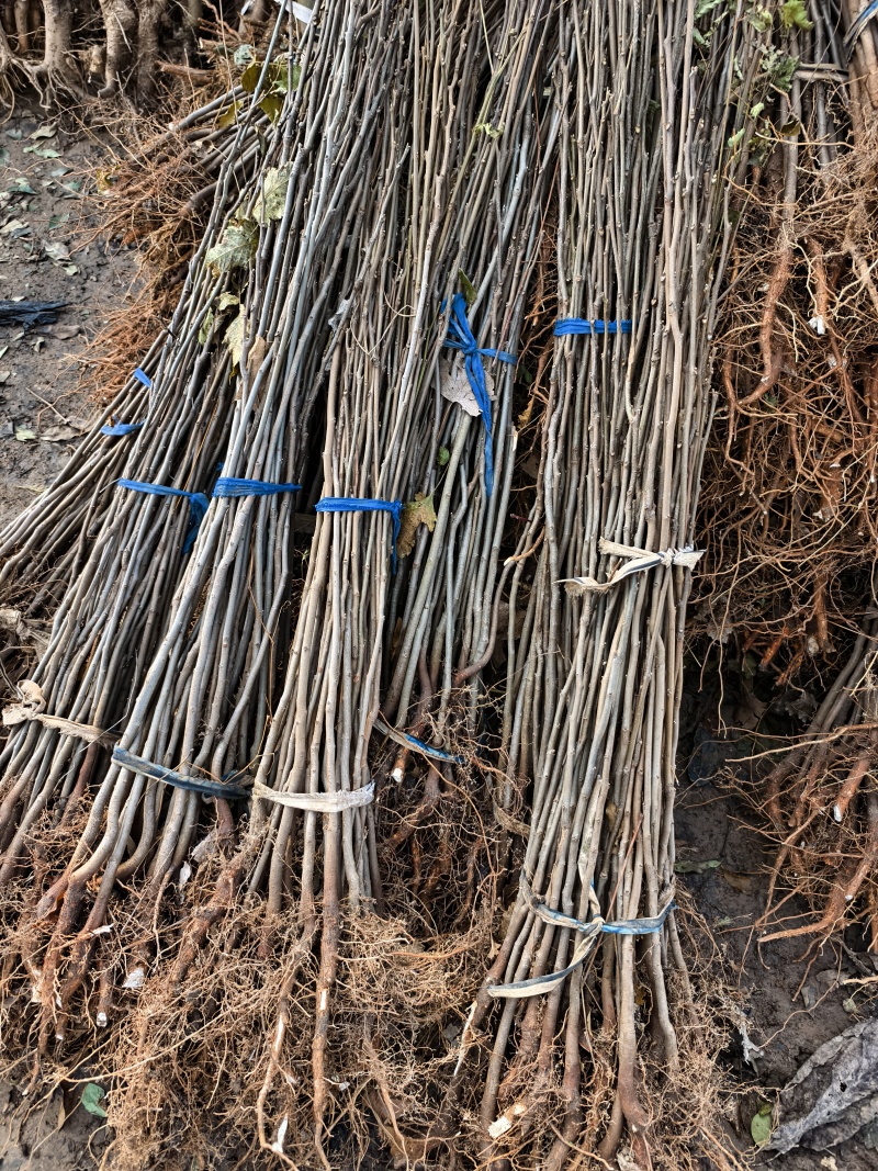 栾树栾树苗栾树小苗栾树占地苗退林还耕苗