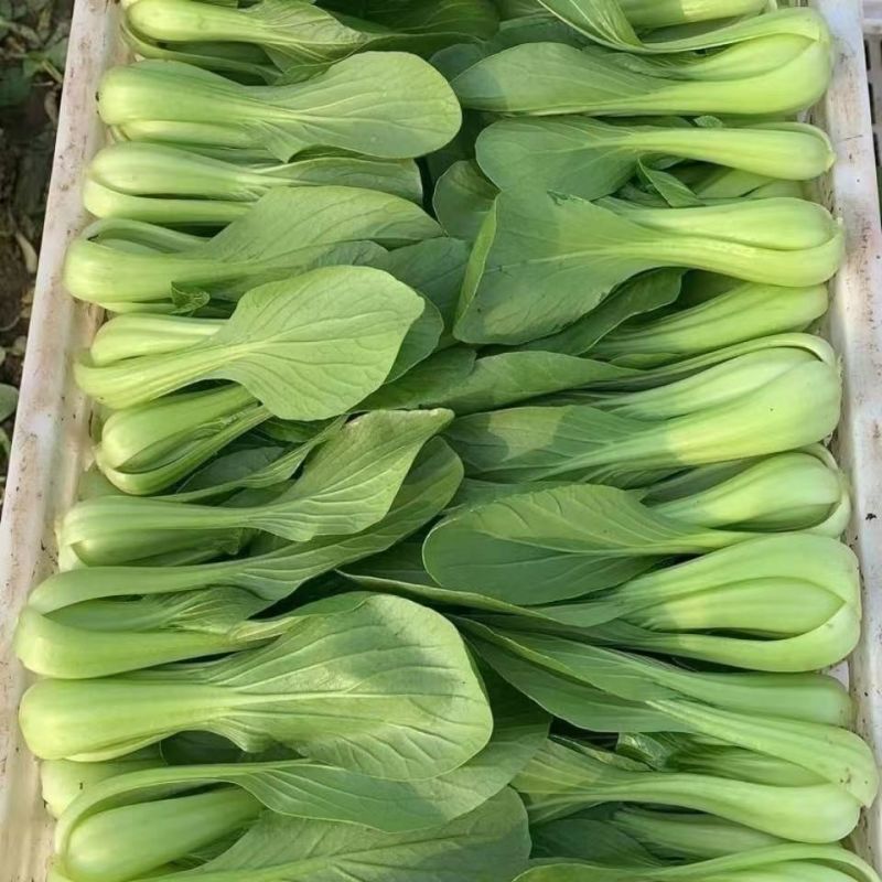 精品小油菜有需要的可以联系我有市场货有电商货