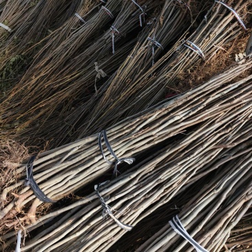 栾树栾树苗栾树小苗栾树占地苗退林还耕苗