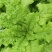 莴笋种子大莴莴叶用莴笋耐抽苔香甜脆柔软可口四季可种