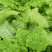 莴笋种子大莴莴叶用莴笋耐抽苔香甜脆柔软可口四季可种