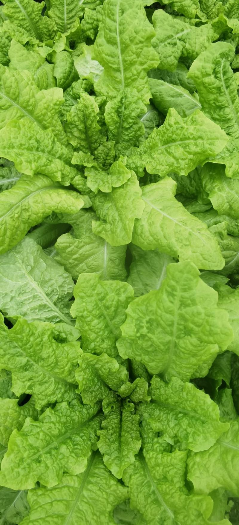 莴笋种子大莴莴叶用莴笋耐抽苔香甜脆柔软可口四季可种