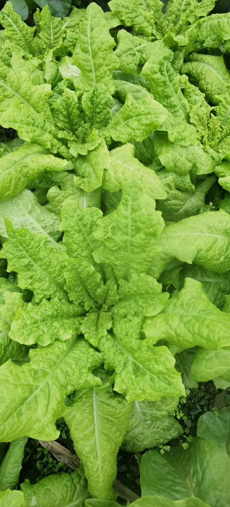 莴笋种子大莴莴叶用莴笋耐抽苔香甜脆柔软可口四季可种