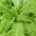 莴笋种子大莴莴叶用莴笋耐抽苔香甜脆柔软可口四季可种