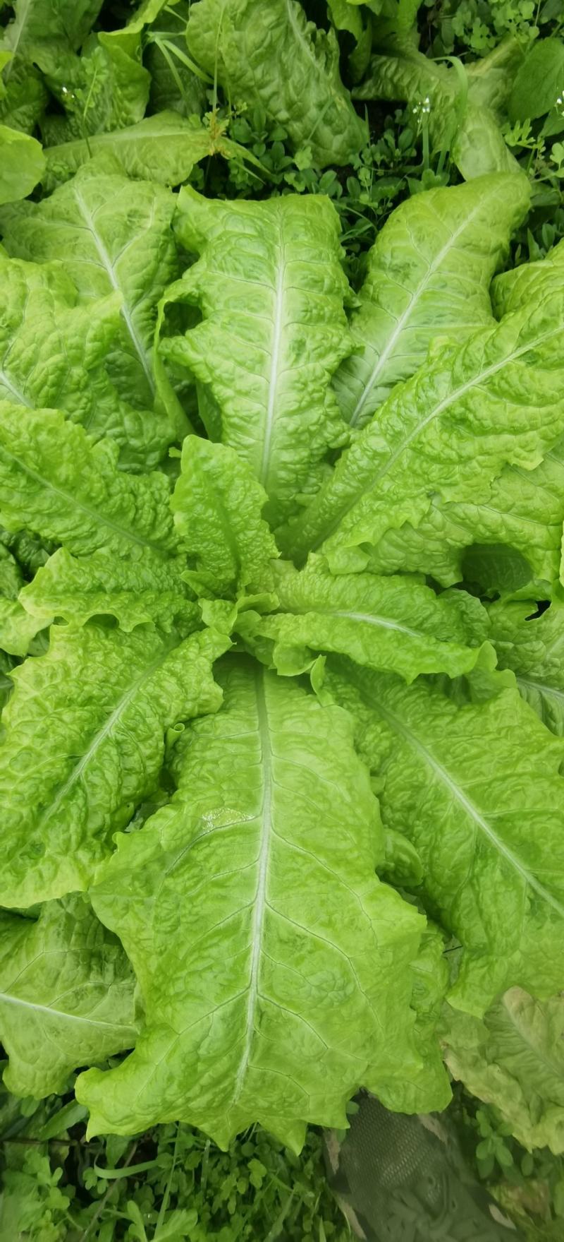 莴笋种子大莴莴叶用莴笋耐抽苔香甜脆柔软可口四季可种