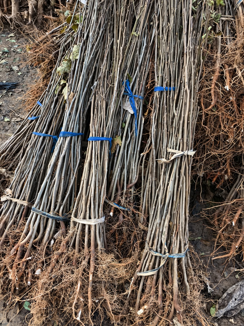 栾树苗栾树小苗栾树占地苗栾树退林还耕苗可以视频看货