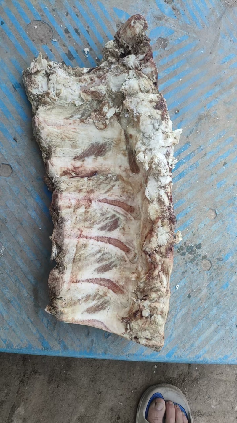 牛拍牛脊骨胸骨过期宠物