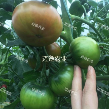 精品草莓番茄苗铁皮柿子口感番茄苗水果番茄