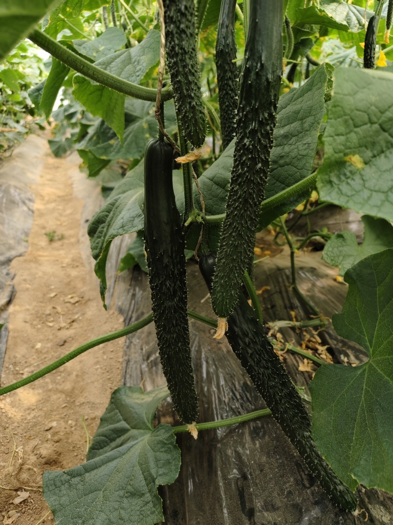 靖远密刺黄瓜基地