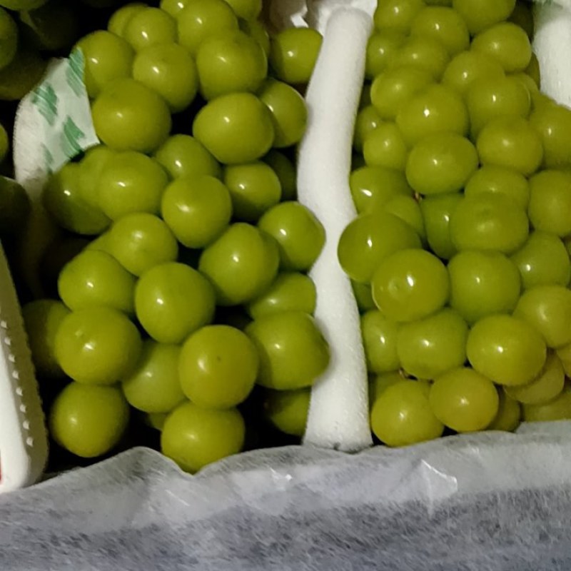 河北饶阳阳光玫瑰葡萄货源充足量大从优欢迎联系