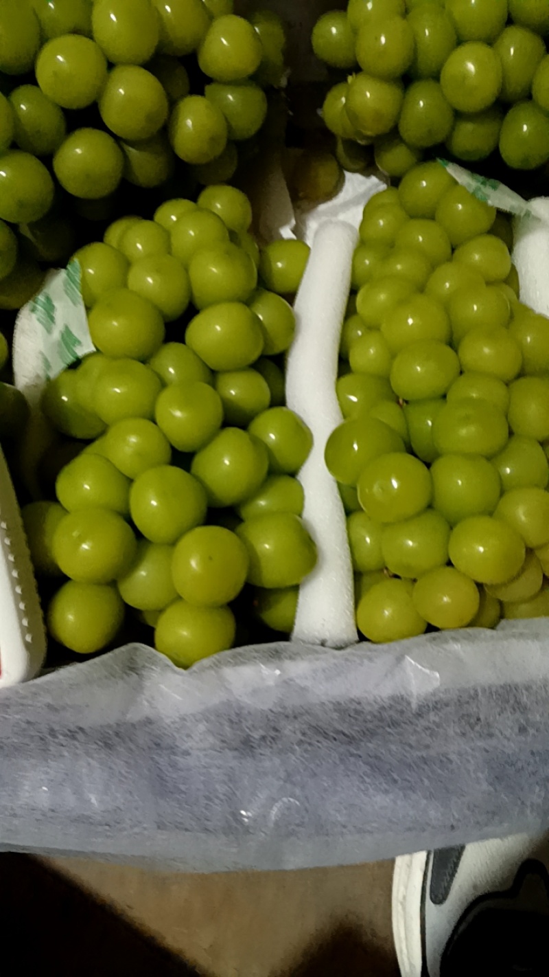 河北饶阳阳光玫瑰葡萄货源充足量大从优欢迎联系