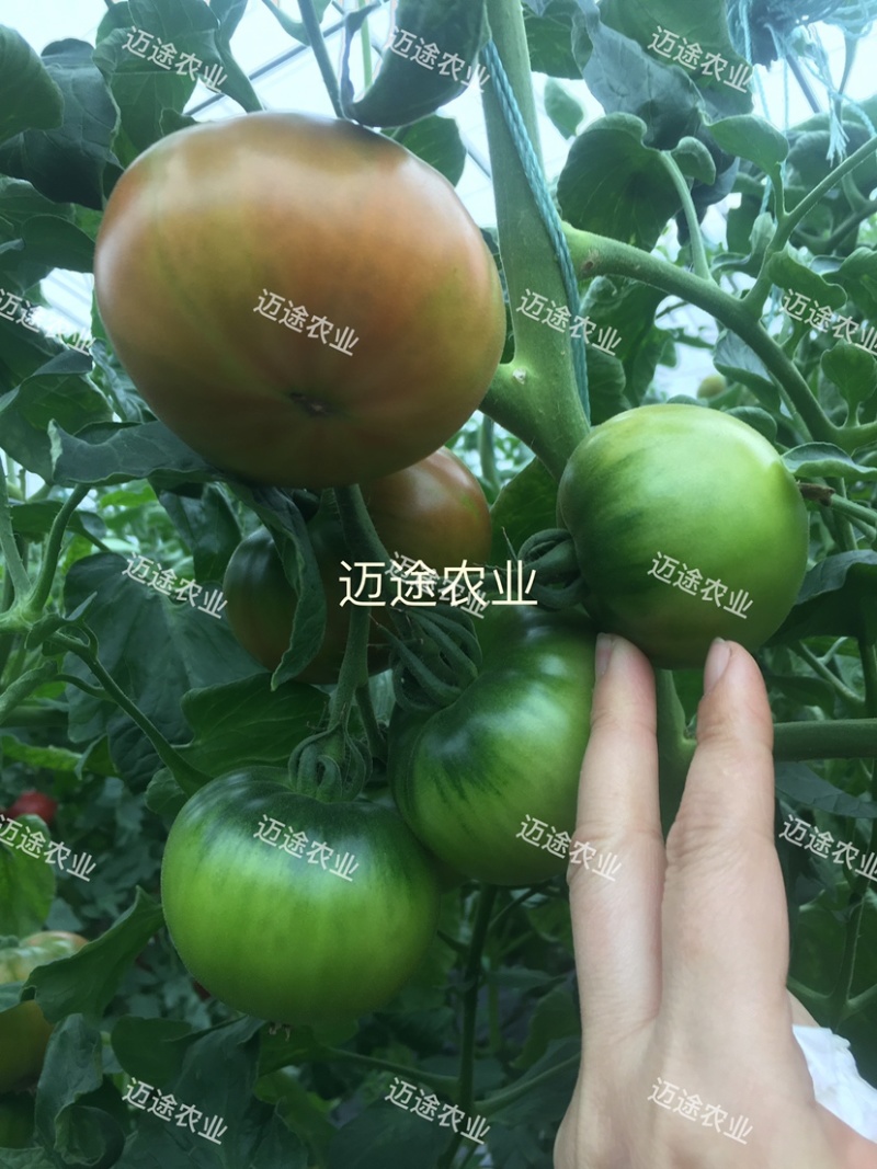 精品草莓番茄苗铁皮柿子口感番茄苗水果番茄