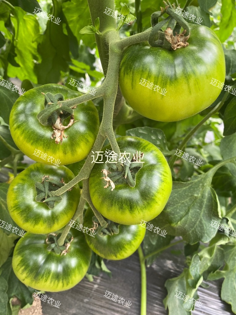 精品草莓番茄苗铁皮柿子口感番茄苗水果番茄