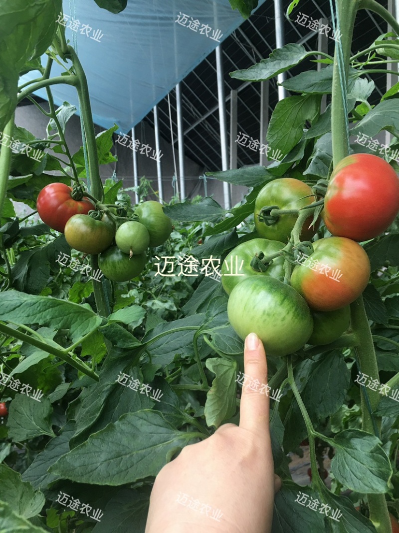 精品草莓番茄苗铁皮柿子口感番茄苗水果番茄