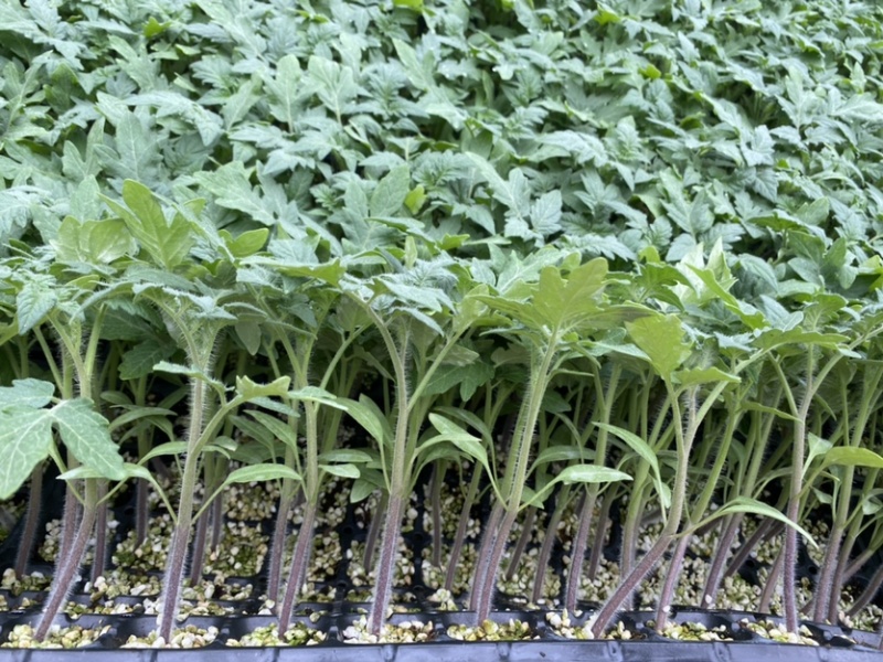 精品草莓番茄苗铁皮柿子口感番茄苗水果番茄