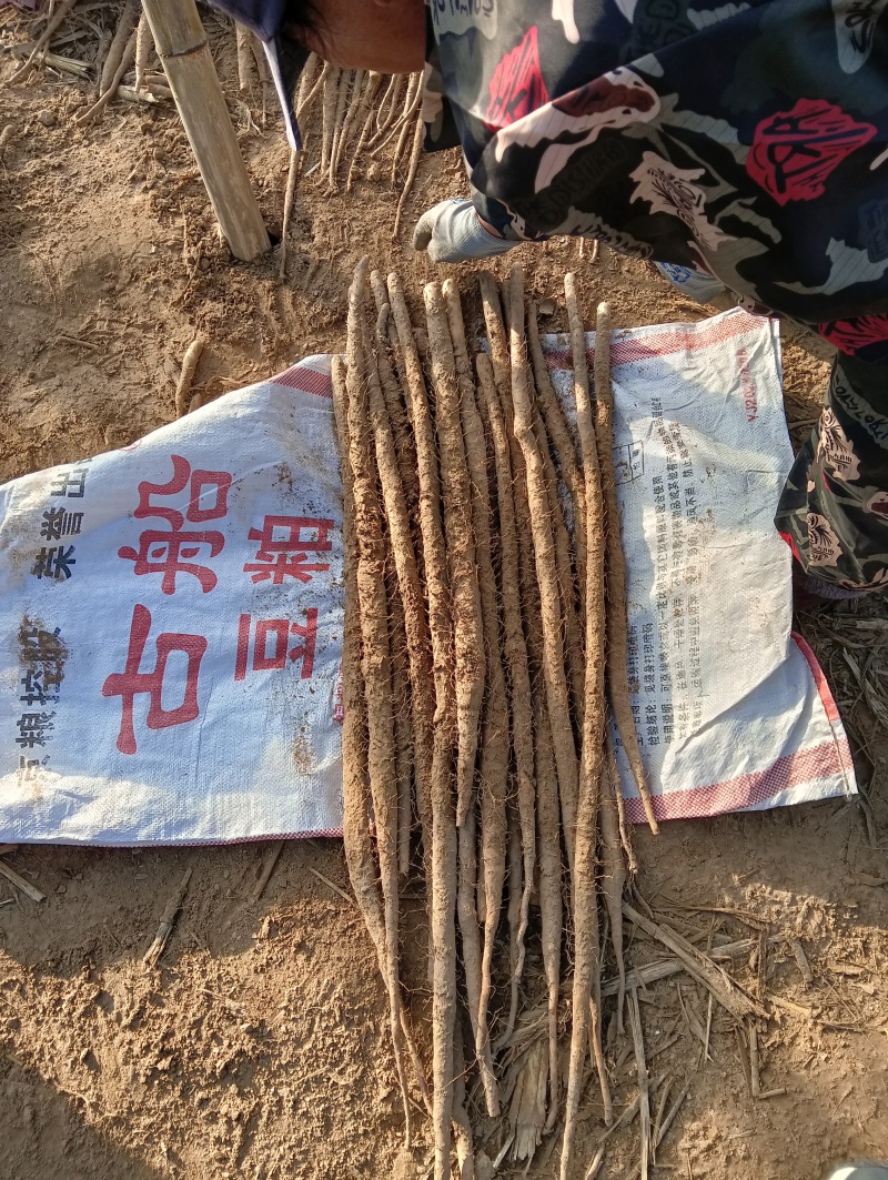 白嘴，紫药