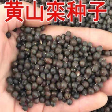 栾树种子农户当年新採新种子春节后就可以种了