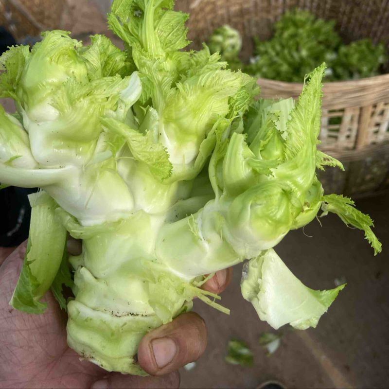 儿菜新鲜蔬菜娃娃菜嫩儿仔抱儿菜四川时令芥菜