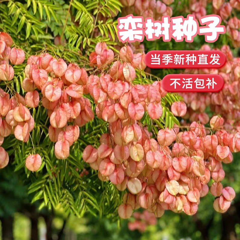 栾树种子农户当年新採新种子春节后就可以种了