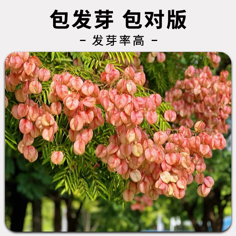 栾树种子农户当年新採新种子春节后就可以种了
