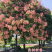 栾树种子农户当年新採新种子春节后就可以种了
