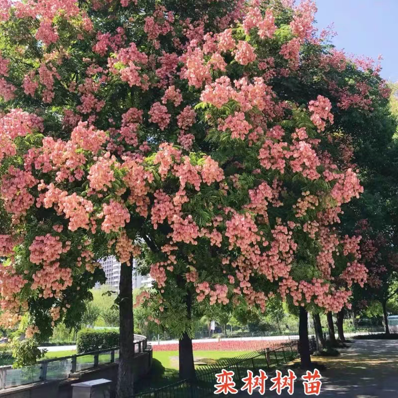 栾树种子农户当年新採新种子春节后就可以种了