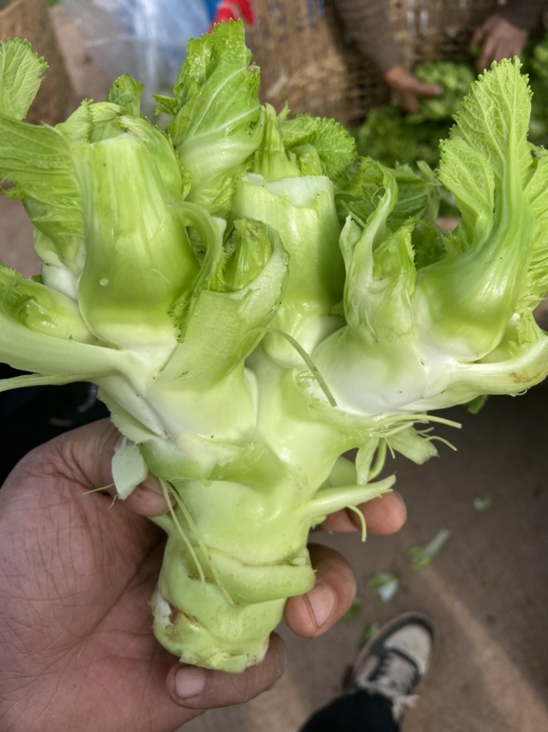 儿菜新鲜蔬菜娃娃菜嫩儿仔抱儿菜四川时令芥菜