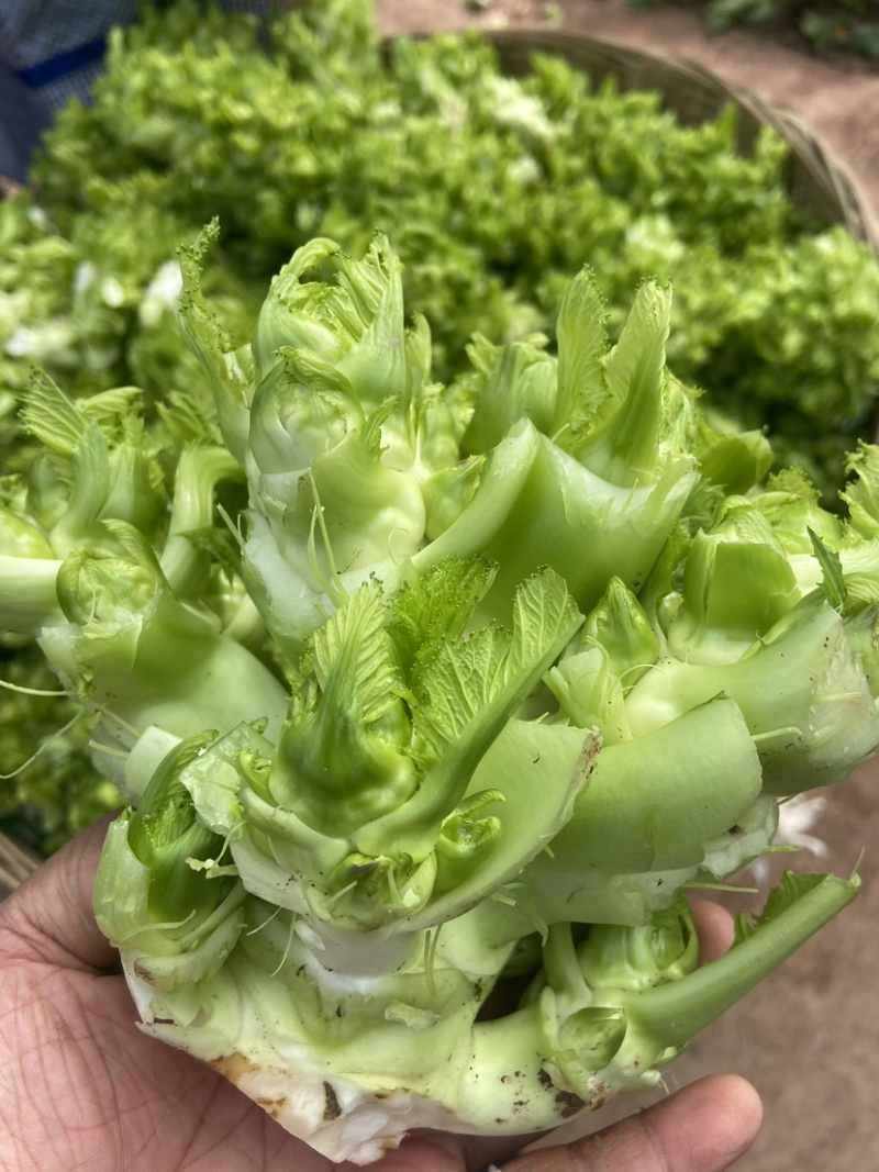 儿菜新鲜蔬菜娃娃菜嫩儿仔抱儿菜四川时令芥菜